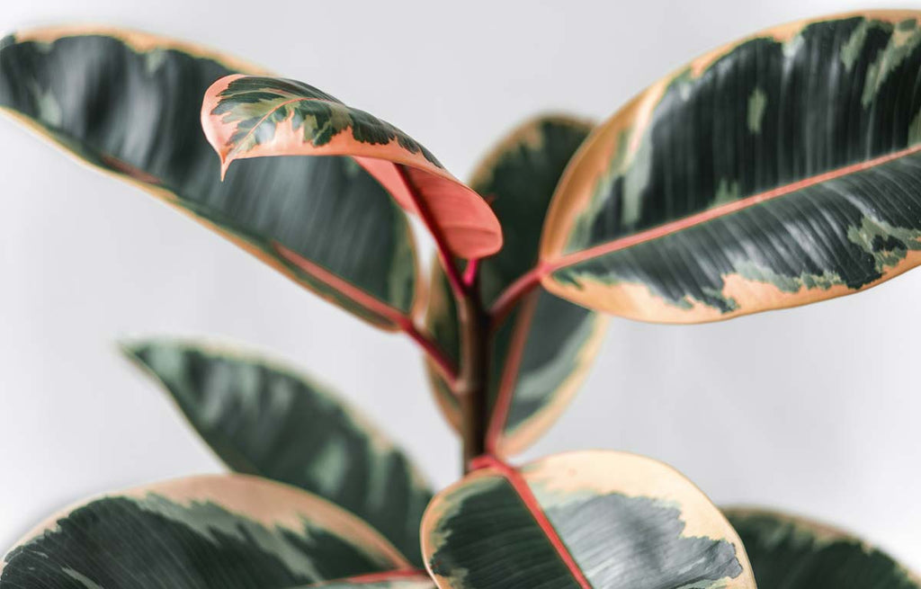 Ficus Elastica Ruby has red toned midrib and stems with variegated yellow and dark green markings.