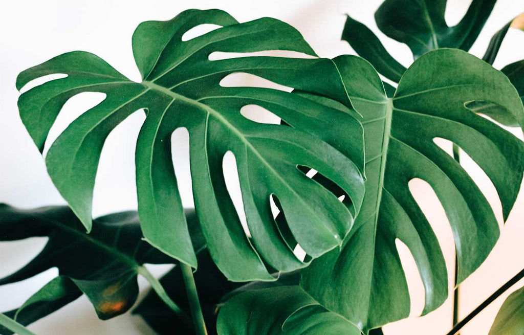 Monstera Deliciosa has circular shaped leaves that appear to have been cut into.