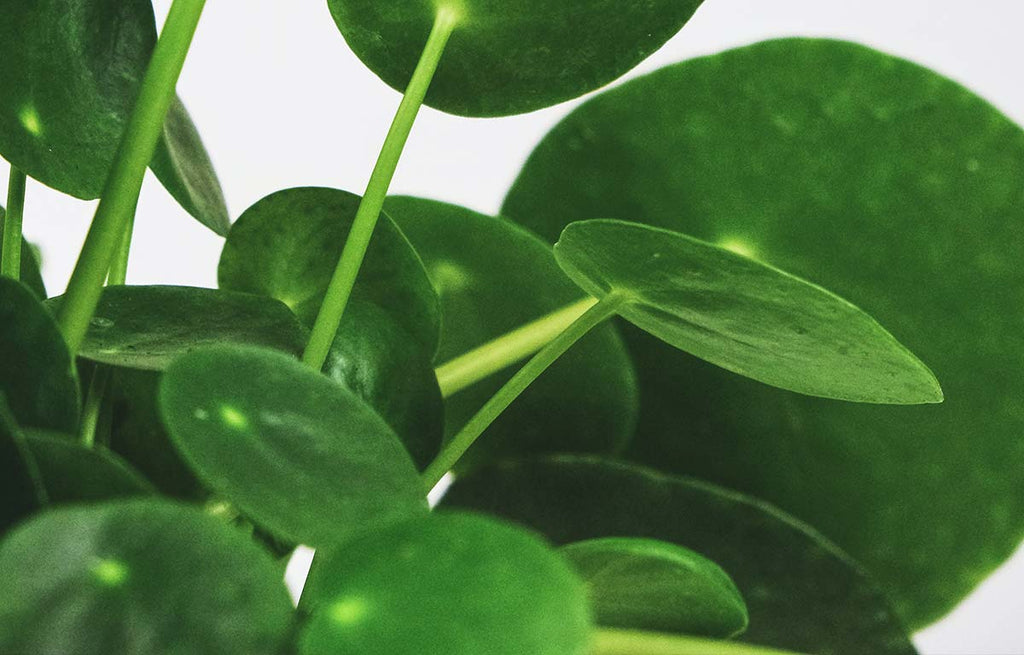 Pilea peperomioides foliage