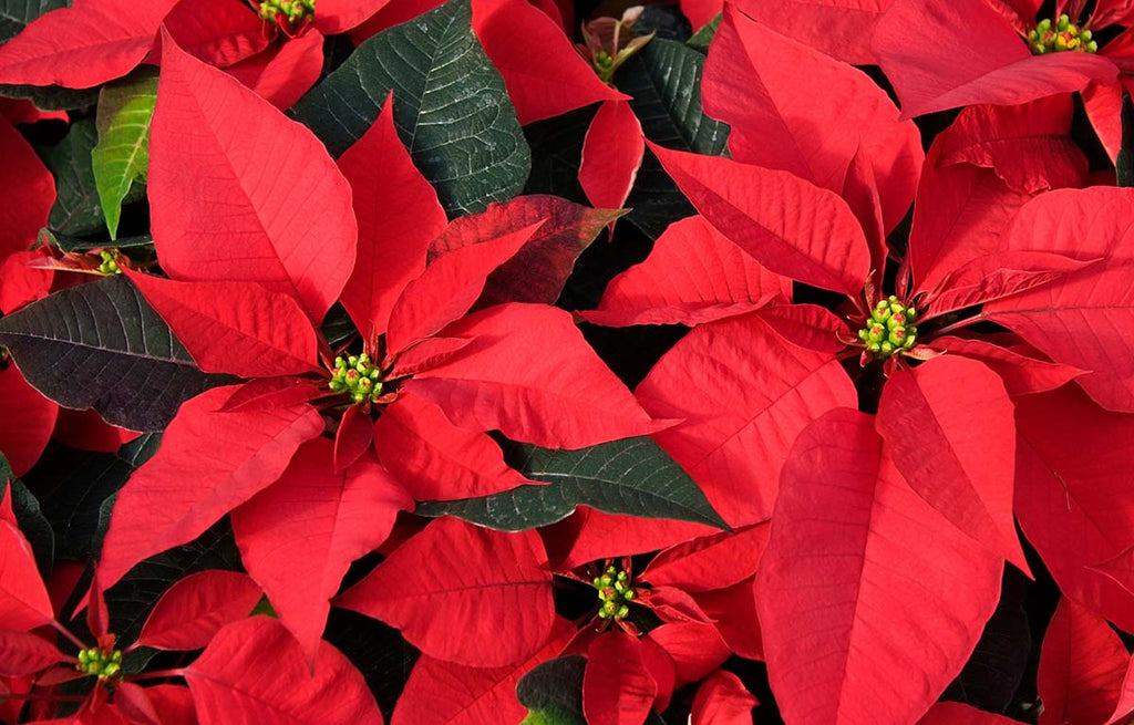 Densely packed vibrant red coloured Poinsettias.