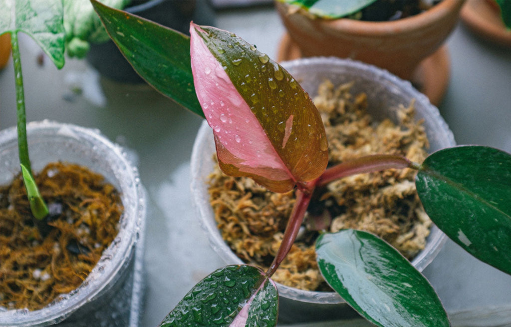 Pink Princess Philodendron seedlings.