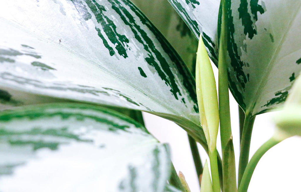 Chinese Evergreen, Aglaonema plant with variegated white and dark green leaves.