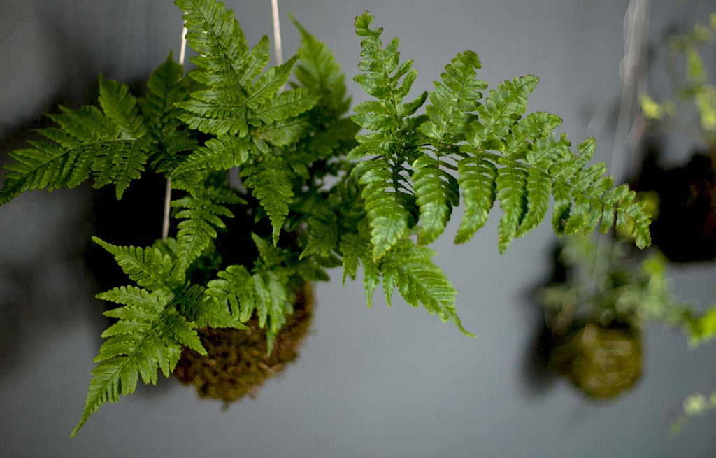 Suspended Fish Bone Fern in a Kokedama Moss Ball.