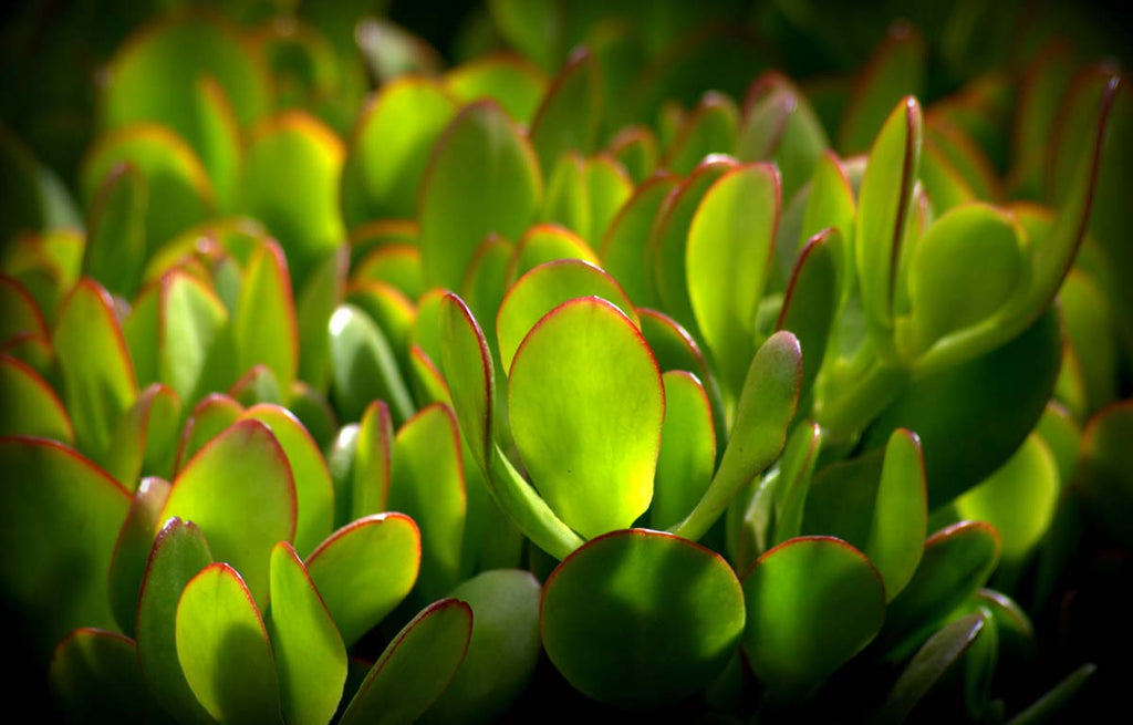 Dense foliage of Crassula leaves with red edges.