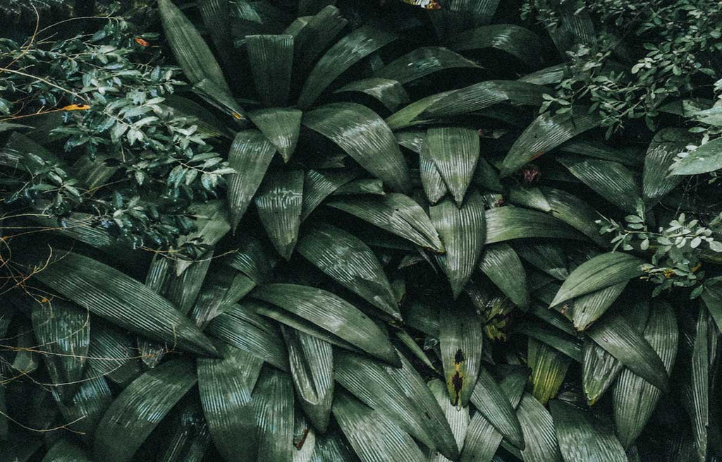 Dense green foliage of a Cast-Iron Plant.