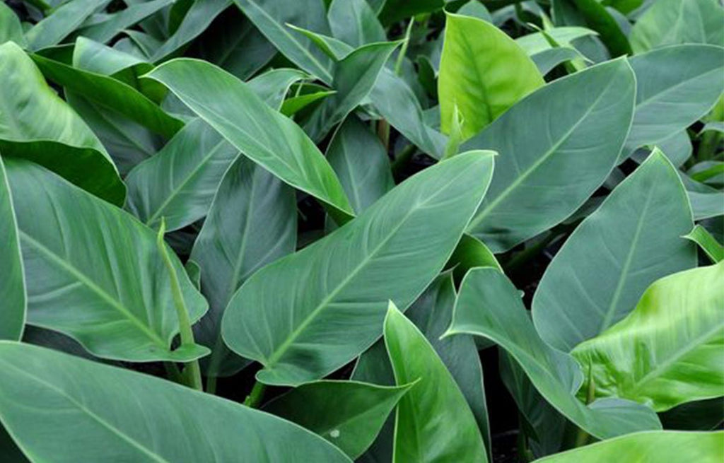 Clustered foliage Philodendron Imperial Green Plants.