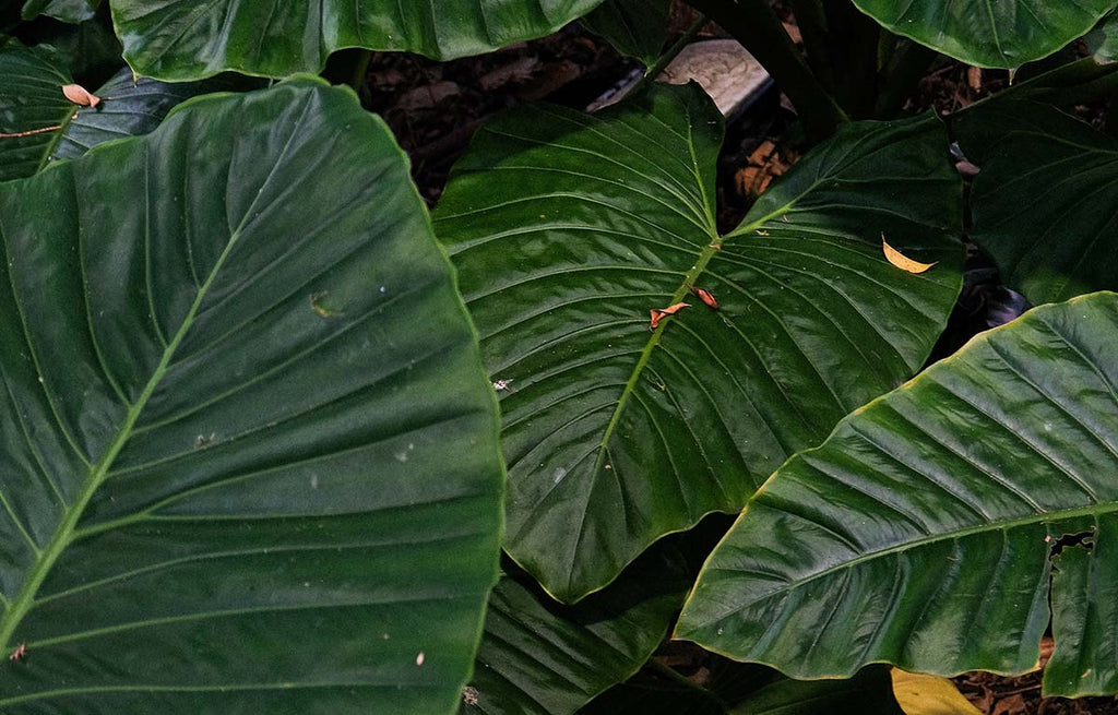 Green Elephant Ear foliage.