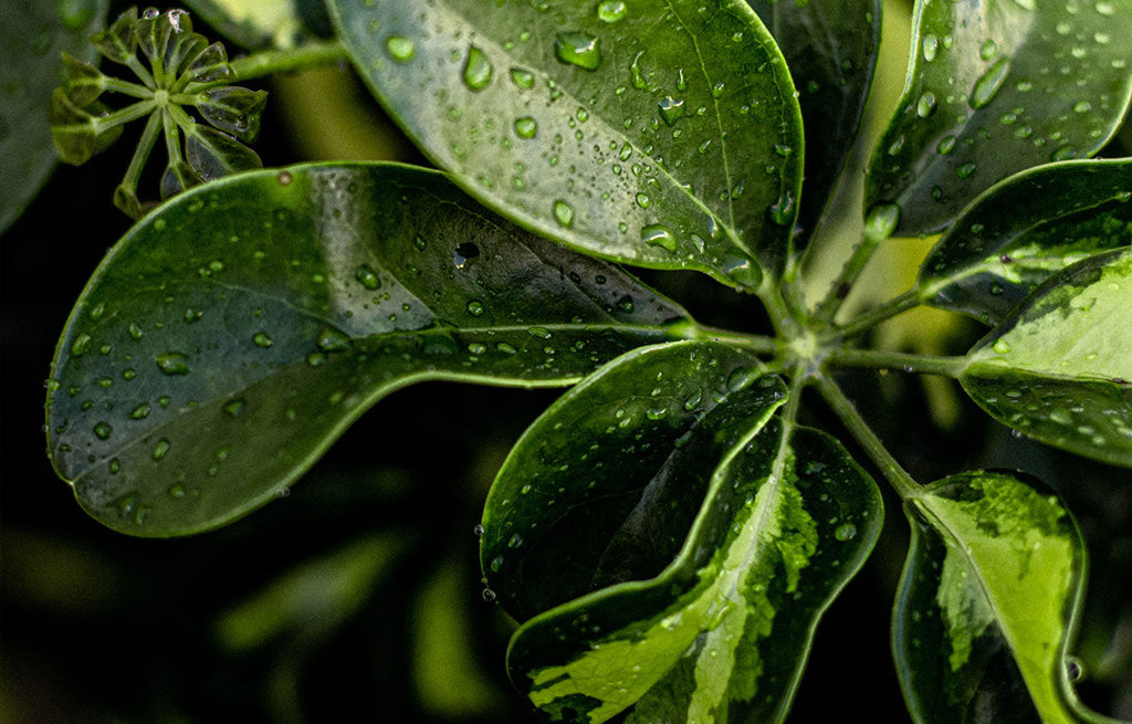 Dwarf Umbrella Tree stem with an open cluster of leaves that is damp from rain water.