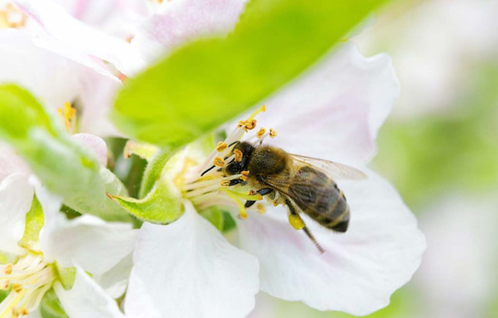 Bee collecting nectar from a white flower.