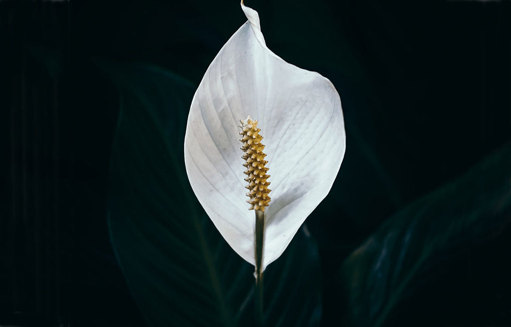 A black background highlights the white hooded petal of a Peace Lily flower.