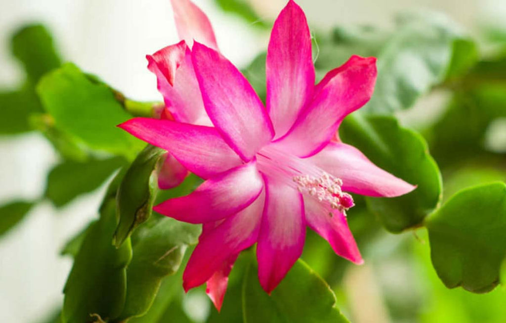 Purple Christmas Cactus flower.