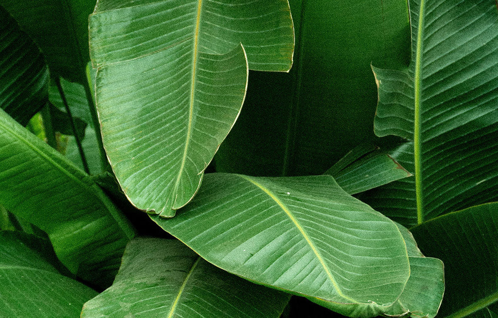 Open paddle shaped leaves of a Sterlitzia Plant.