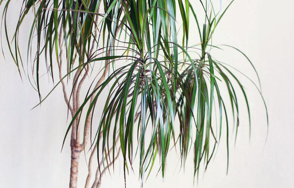 Abundant pendulous strap-like foliage of a Dragon Tree. 