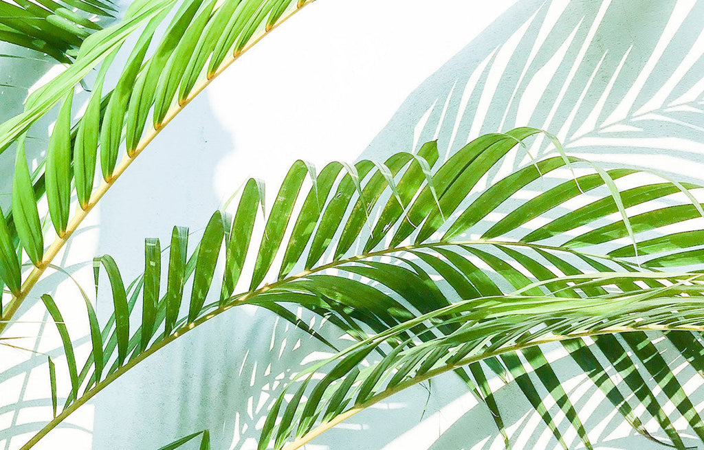 Bamboo Palm leaves shadowed against a white wall.