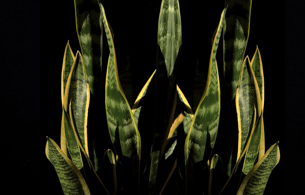 A black background sensationally contrasts against the green and yellow rigid leaves of a Snake Plant.