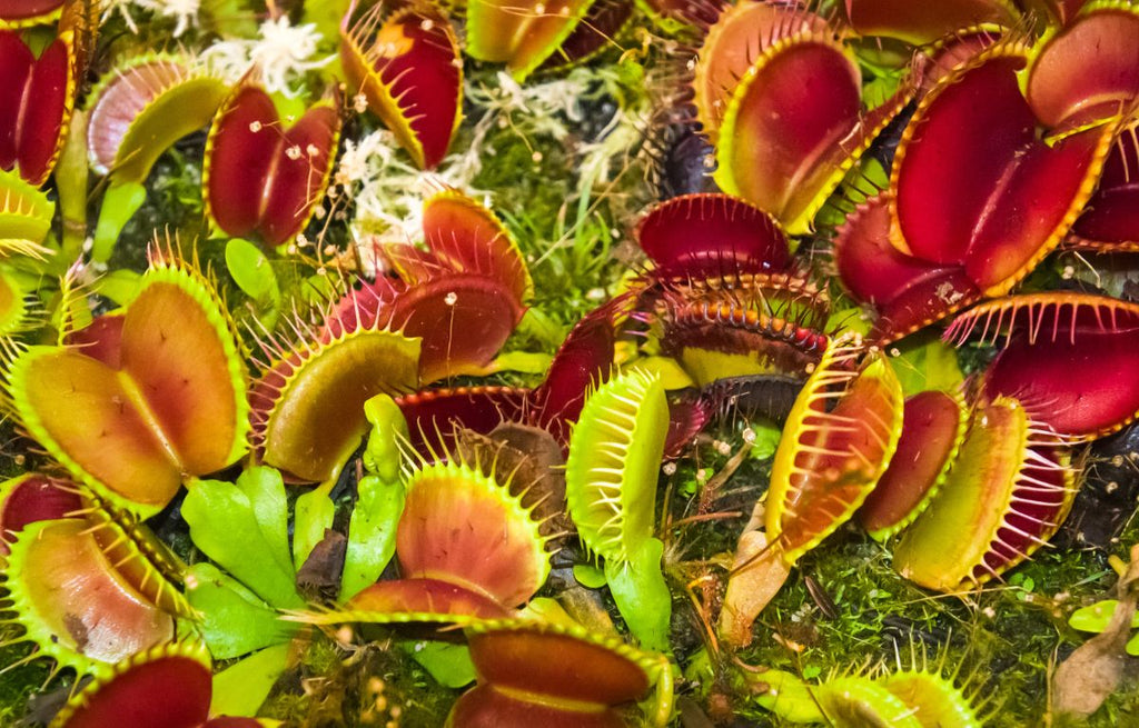 Caring for Your Venus Fly Trap