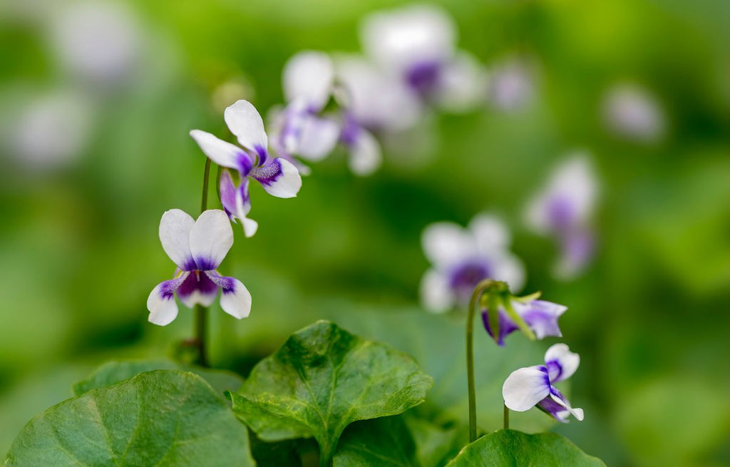Native Viola Caring for Native Violet – The Balcony Garden US