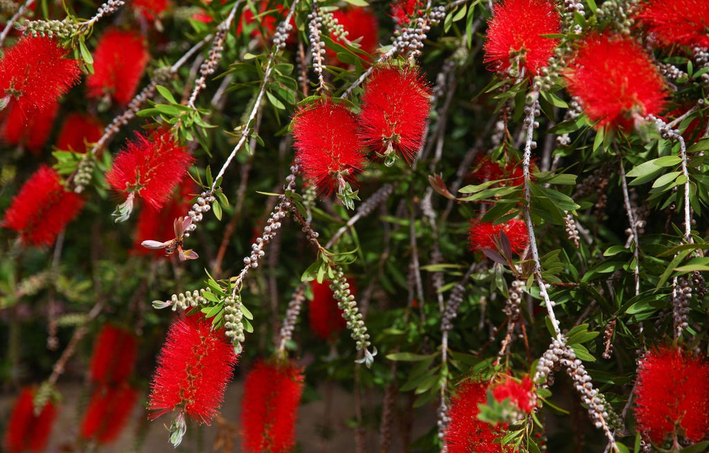 Caring for a Weeping Bottlebrush