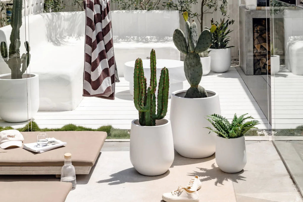 Contemporary outdoor space with white planters holding cacti and ferns, showcasing minimalist garden design