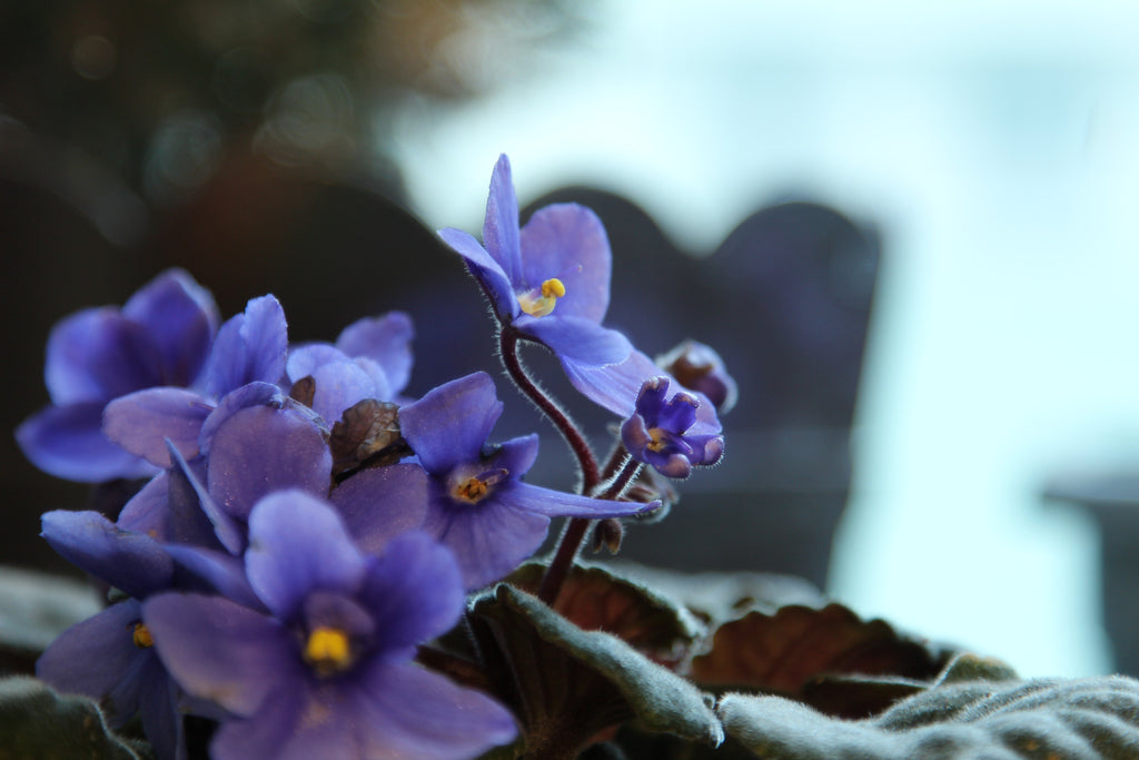 Purple star shaped petals with a bright yellow centre.