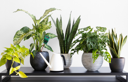 8 Low-Maintenance Indoor Plants