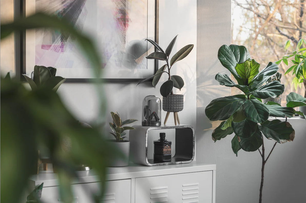 How to repot a Fiddle Leaf Fig