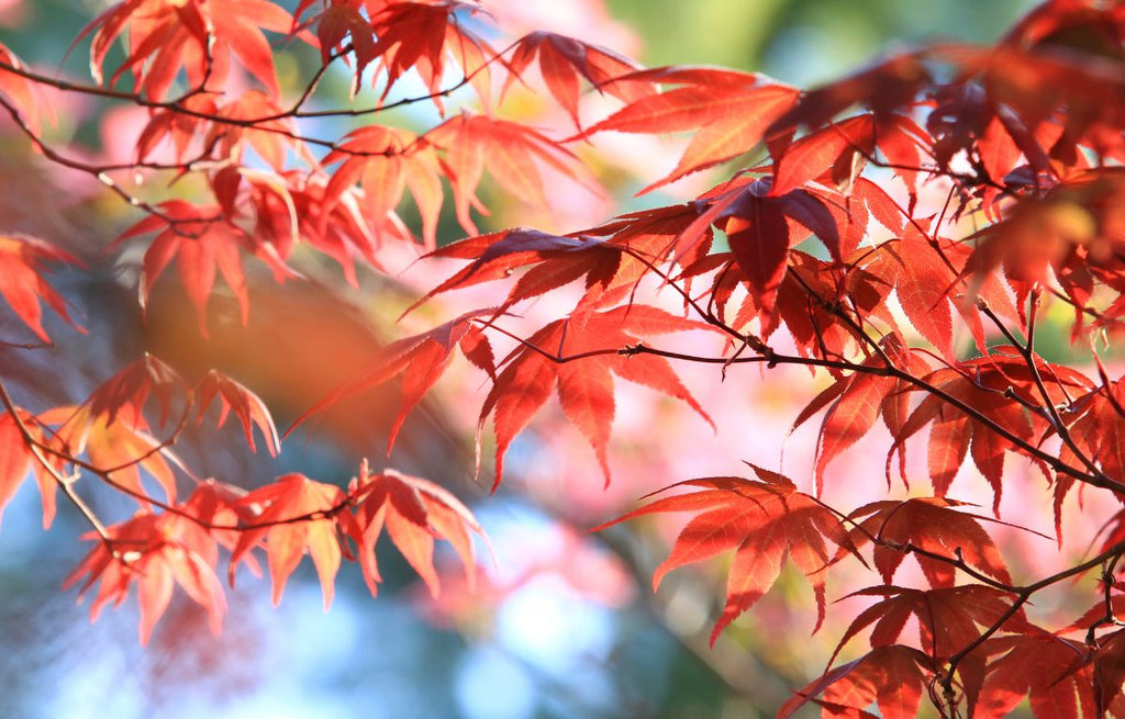 japanese Maple