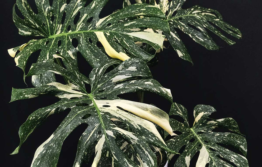 Unique green and white speckled variegated Monstera Thai Constellation.