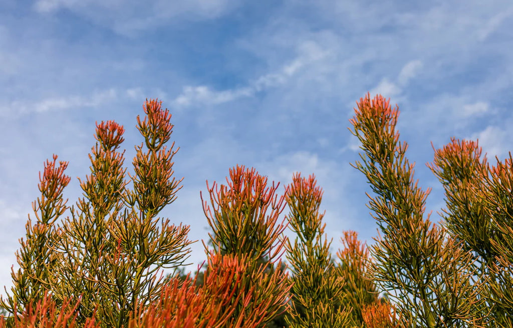 Tall orange-tipped succulent plants against a clear blue sky