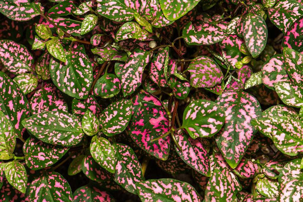 Fuchsia speckled Hypoestes phyllostachya foliage