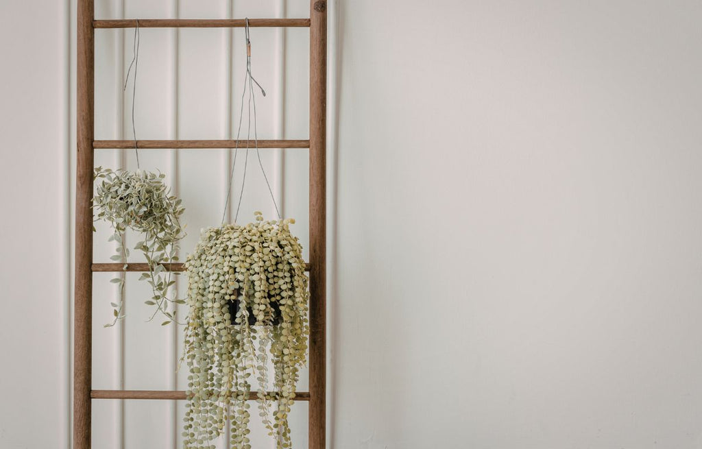 Trailing indoor plants hanging on a wooden ladder against a minimalist white wall