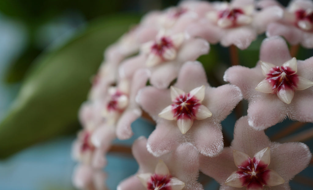 Hoya Carnosa dome of velvet textured white flowers with a bright purple centre. 