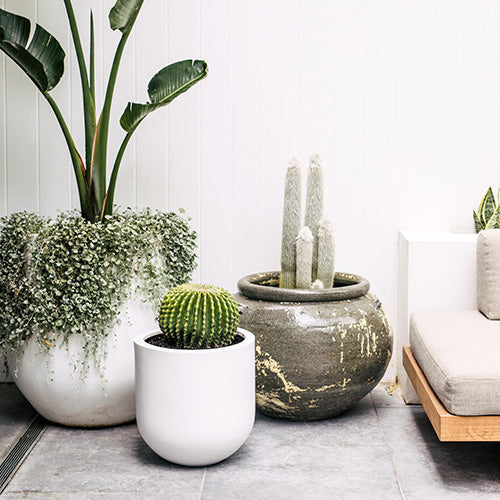 balcony pots for plants Phooket