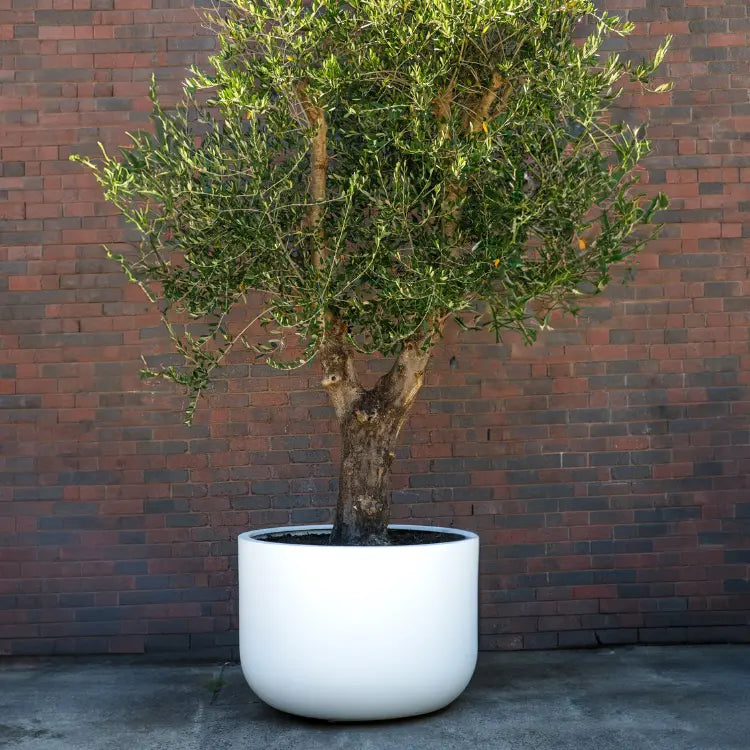 Large Pots