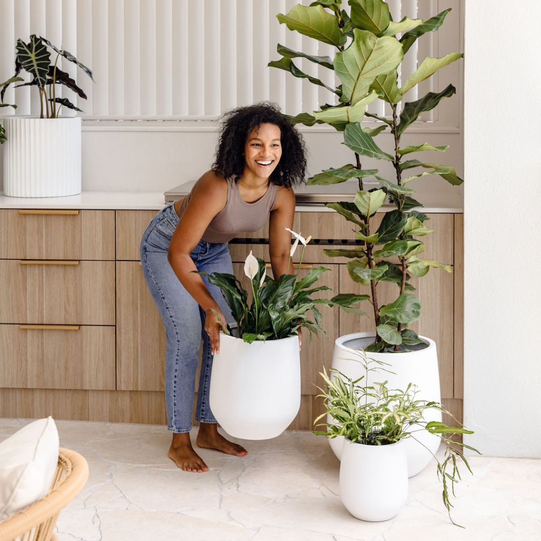 plant big pot Lucy
