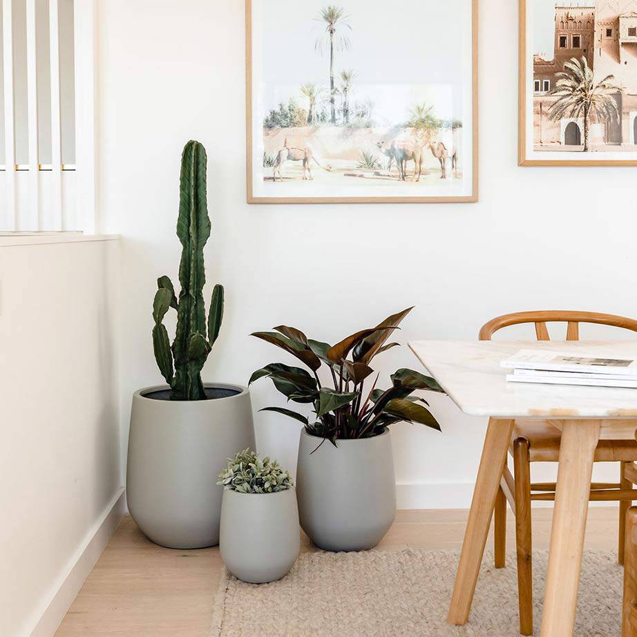 Grey designer indoor pots clustered in a corner of a simplistic Moroccan-inspired and light brown timber dining room.