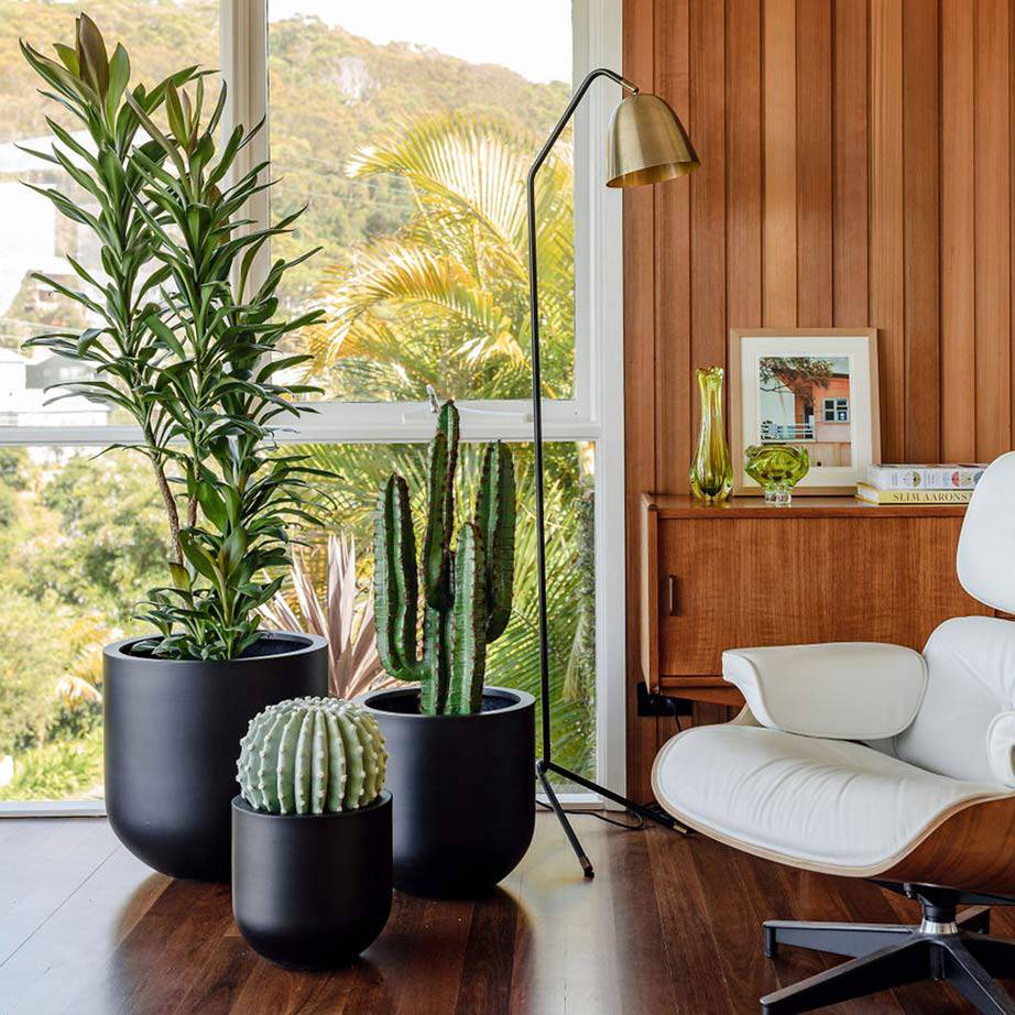 green dracaena plant Dracaena Compacta Green Upright Indoor Plant